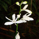 Image of Arnhem Land swamp orchid