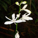 Phaius amboinensis Blume resmi