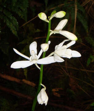 Image of Arnhem Land swamp orchid