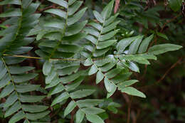 Plancia ëd Osmunda japonica Thunb.