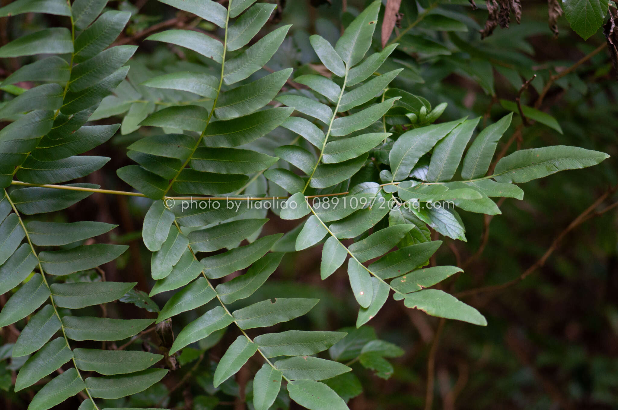 Plancia ëd Osmunda japonica Thunb.