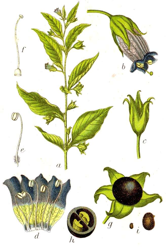 Plancia ëd Atropa belladonna L.