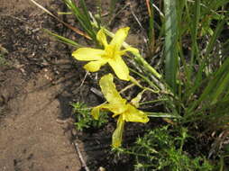 Image of Moraea cookii (L. Bolus) Goldblatt