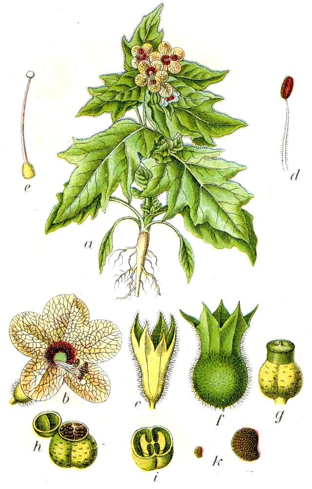 Image of black henbane