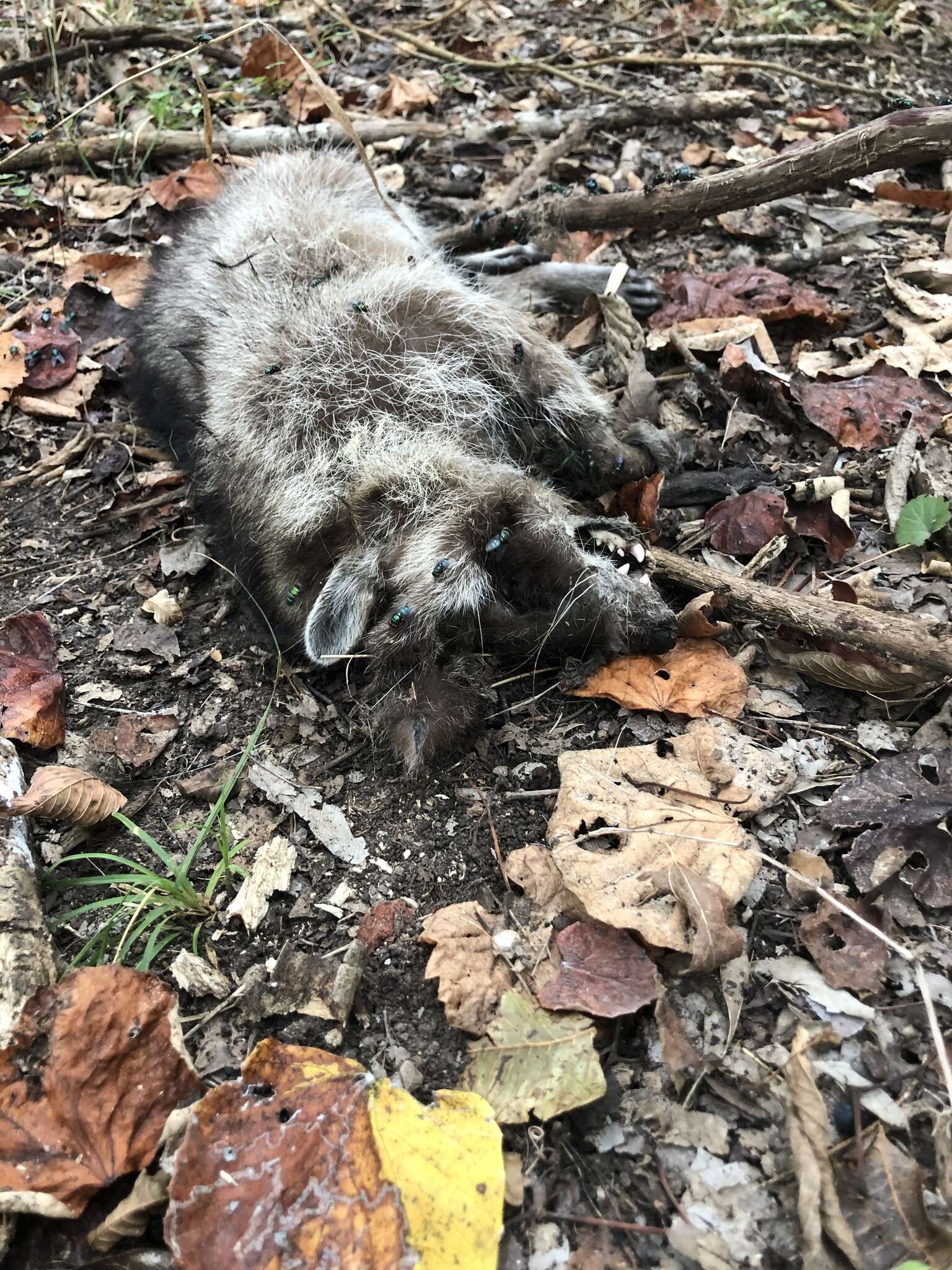 Image of Texas Raccoon