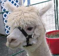 Image of Alpaca