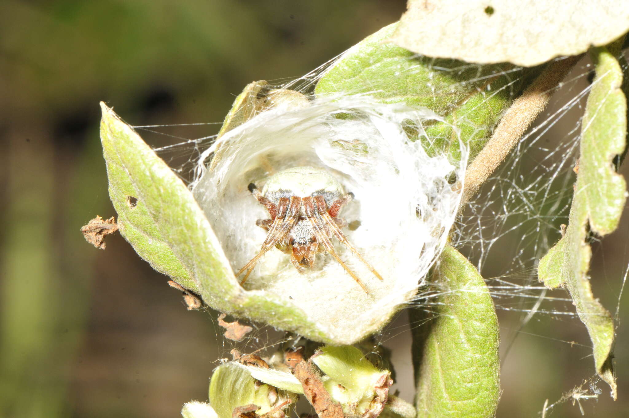 Image of Araneus horizonte Levi 1991