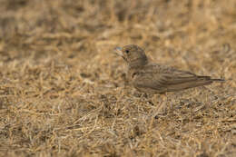 Image of Rufous-tailed Lark