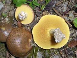 Image of Suillus collinitus (Fr.) Kuntze 1898