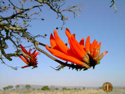 Image of Common Coral tree