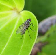 Anthomyia punctipennis Wiedemann 1830的圖片