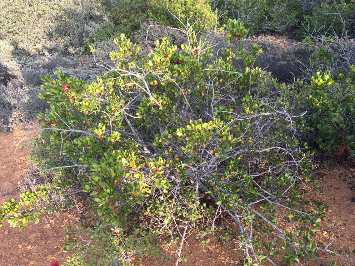 Imagem de Endotropis crocea subsp. pirifolia (Greene) Hauenschild