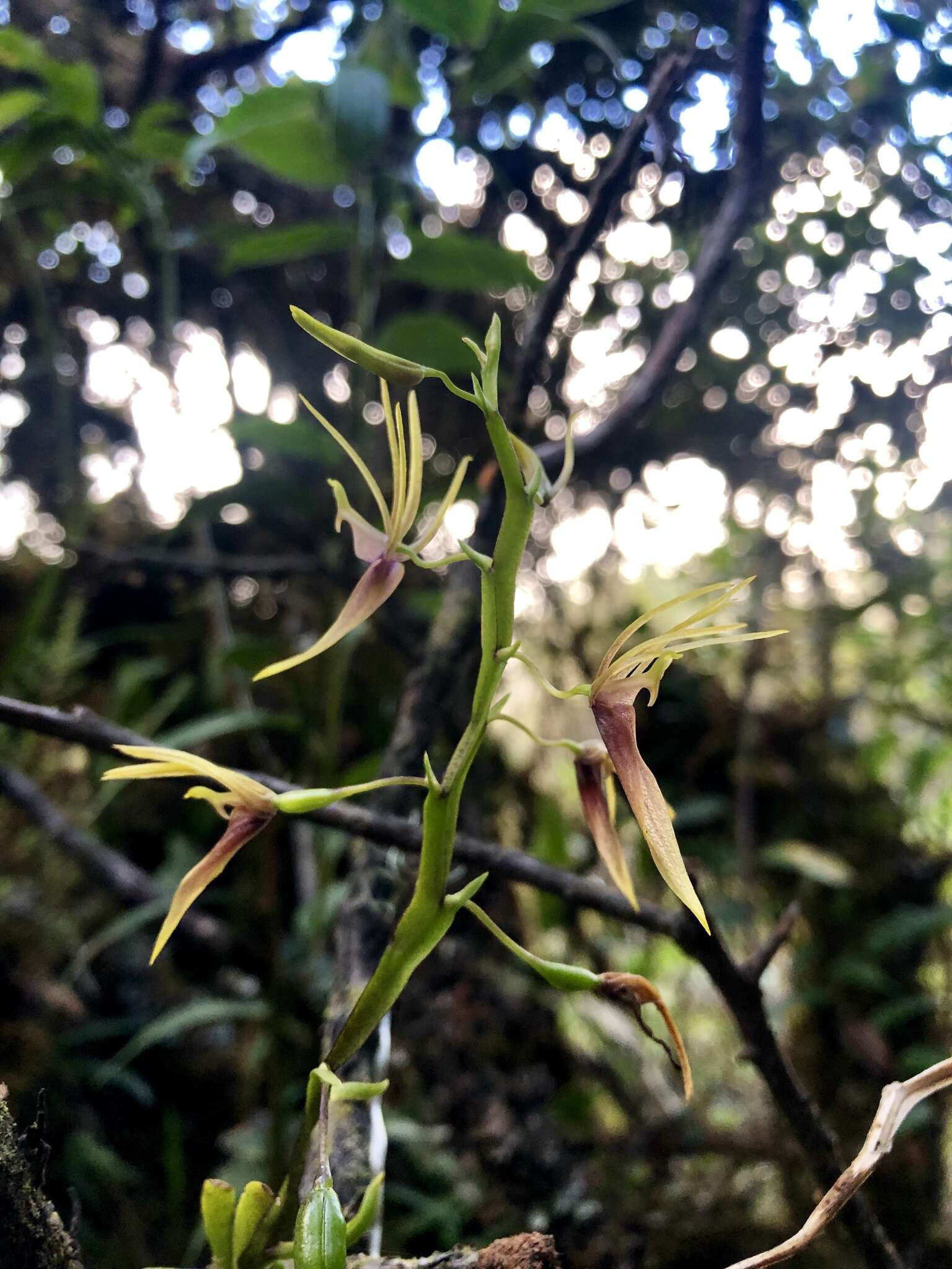 Image de Hofmeisterella eumicroscopica (Rchb. fil.) Rchb. fil.