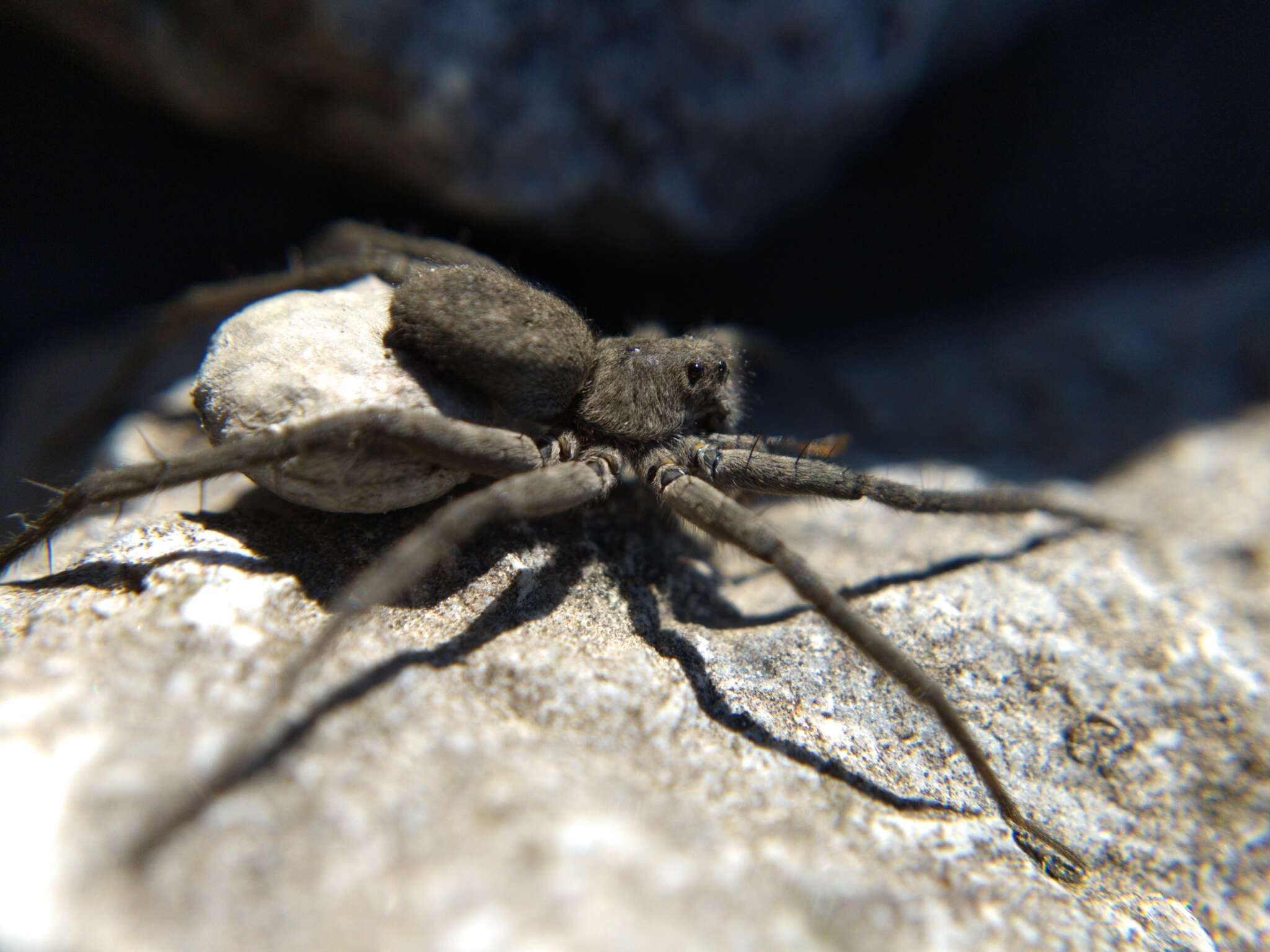 Image of Stone Spider