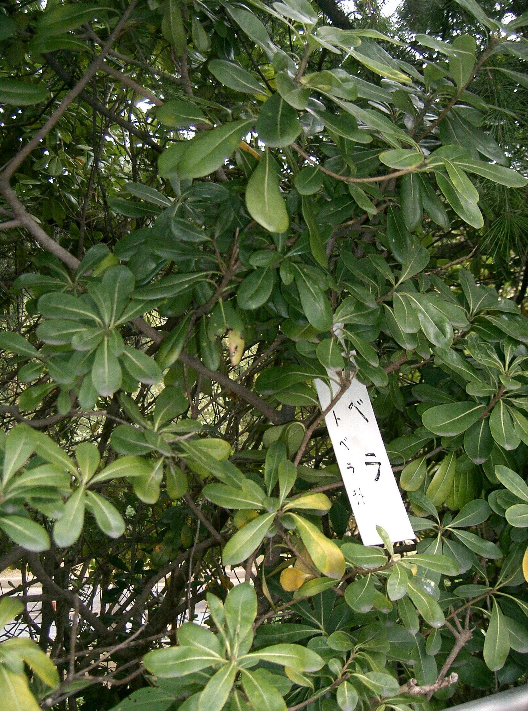 Image de Pittosporum tobira (Murray) Aiton fil.