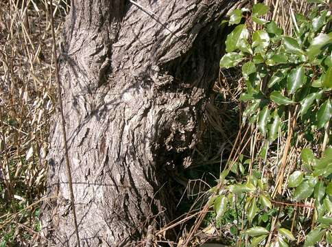 Image of Salix eriocarpa Franch. & Sav.