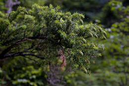 Image of Northern Japanese Hemlock