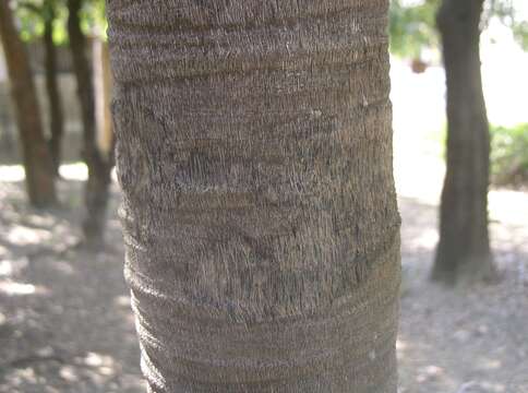 Image of Chinese windmill palm