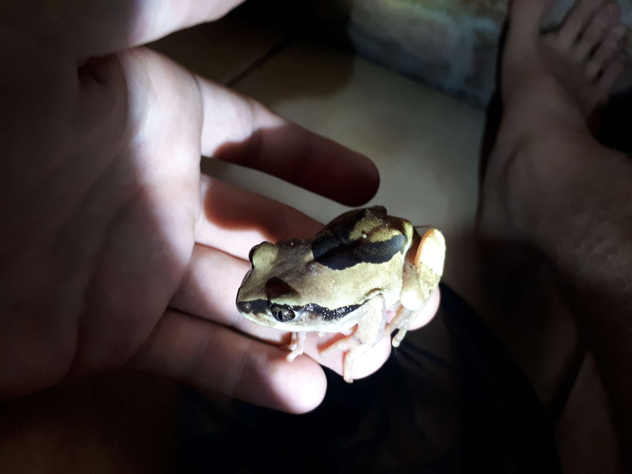 Image of Mozambique tree frog