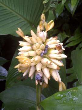 Image of calathea