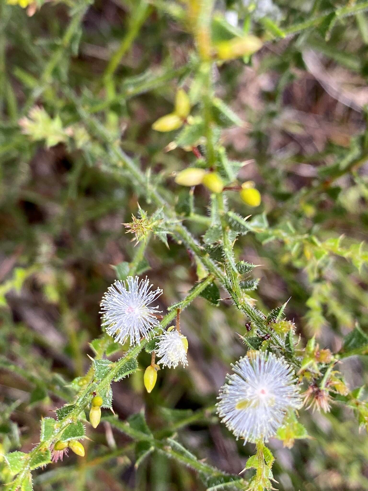 Слика од Acacia biflora R. Br.