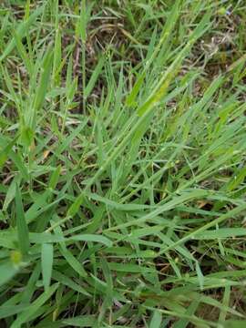 Image of fall witchgrass