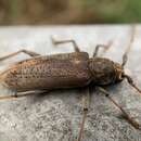 Image of Long-horned beetle