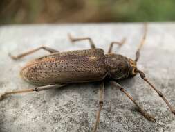 Image of Long-horned beetle