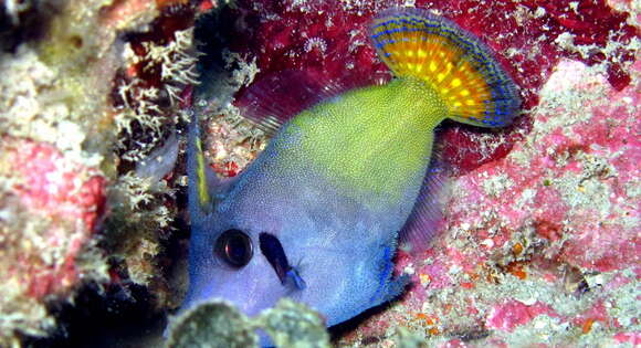 Image of Blackbar Filefish