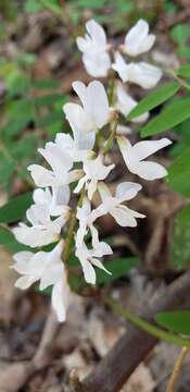 Imagem de Vicia caroliniana Walter