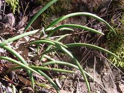 Dendrobium striolatum Rchb. fil. resmi