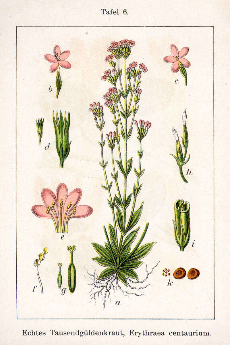 Image of Centaury