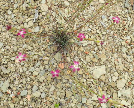 Dianthus bolusii Burtt Davy的圖片