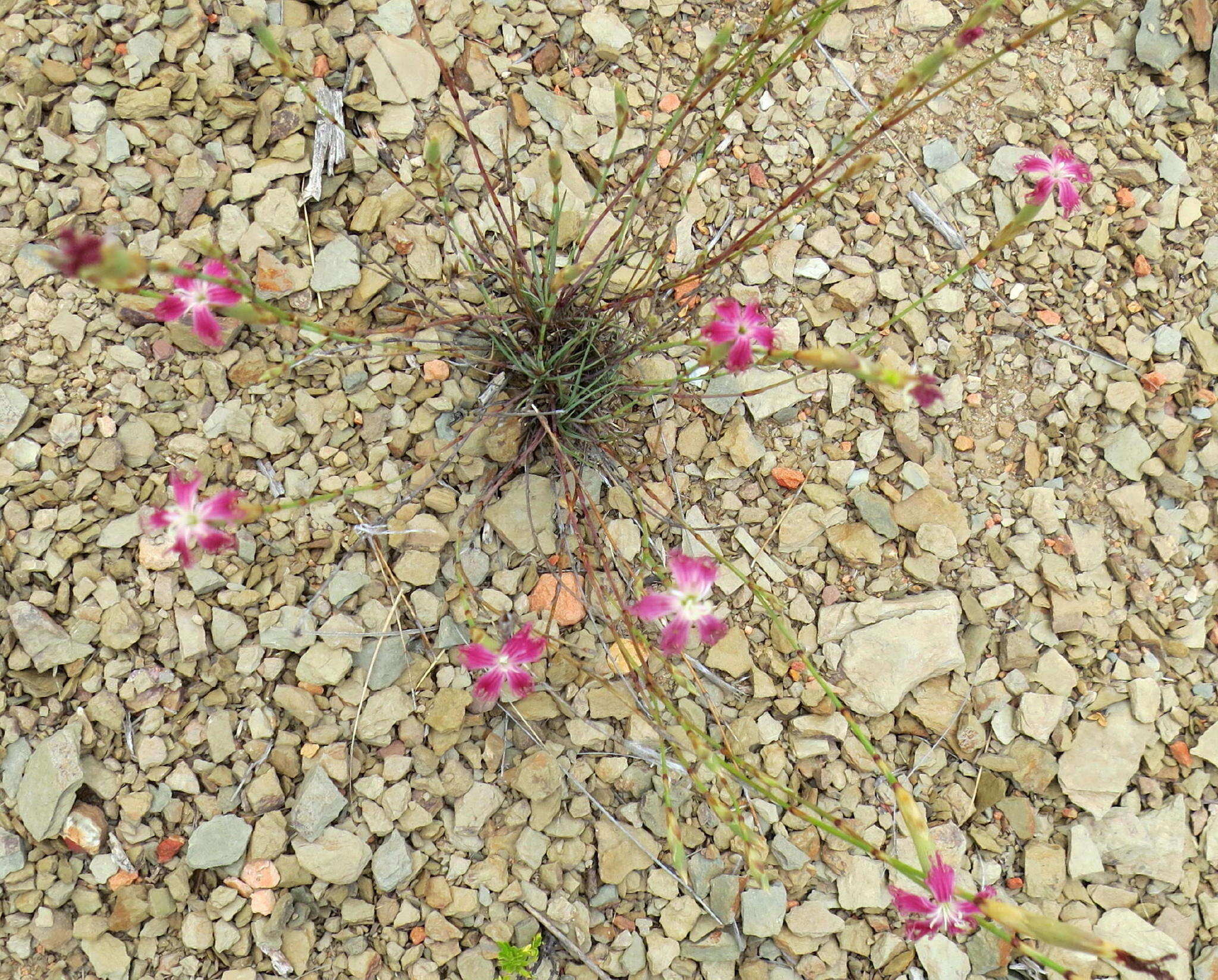 Image of Dianthus bolusii Burtt Davy