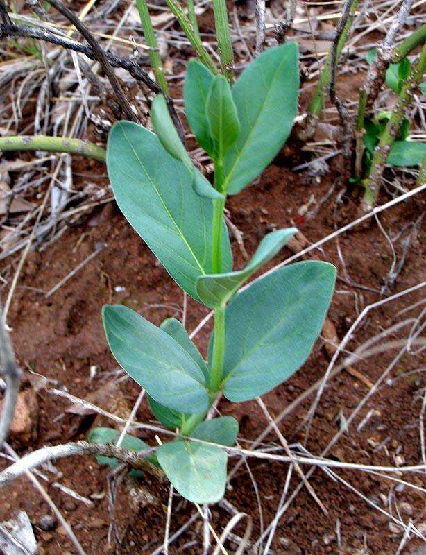 Слика од Ecbolium glabratum K. Vollesen