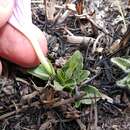 Imagem de Ruellia lactea Cav.