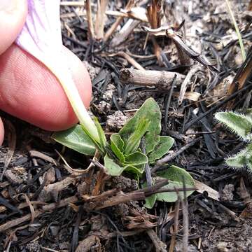 Plancia ëd Ruellia lactea Cav.