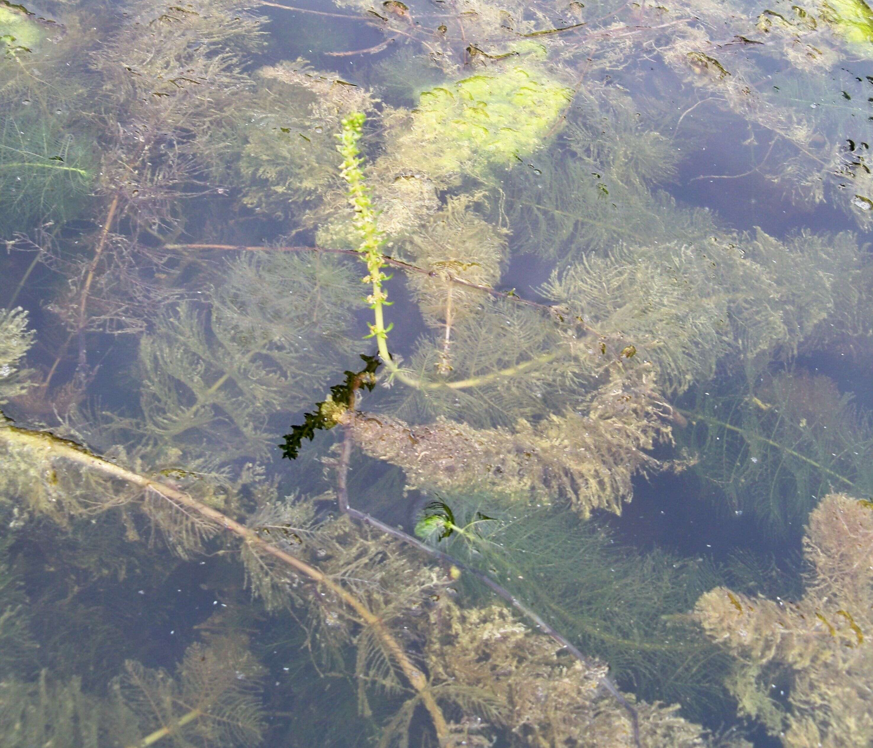 Слика од Myriophyllum verticillatum L.