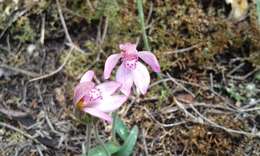 Image of Little pink fan orchid