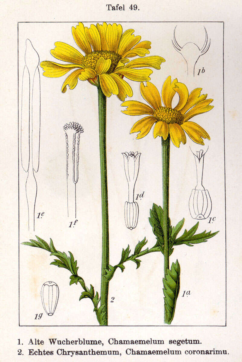 Image of corndaisy