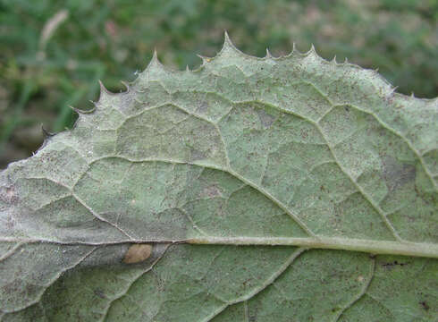 Image of Golovinomyces sonchicola U. Braun & R. T. A. Cook 2009