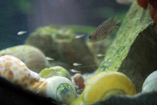 Image of Lamprologus Multifasciatus