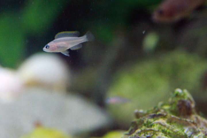 Image of Lamprologus Multifasciatus