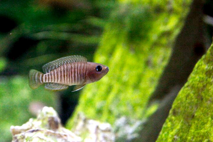 Image de Neolamprologus multifasciatus (Boulenger 1906)