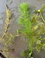 Слика од Myriophyllum verticillatum L.