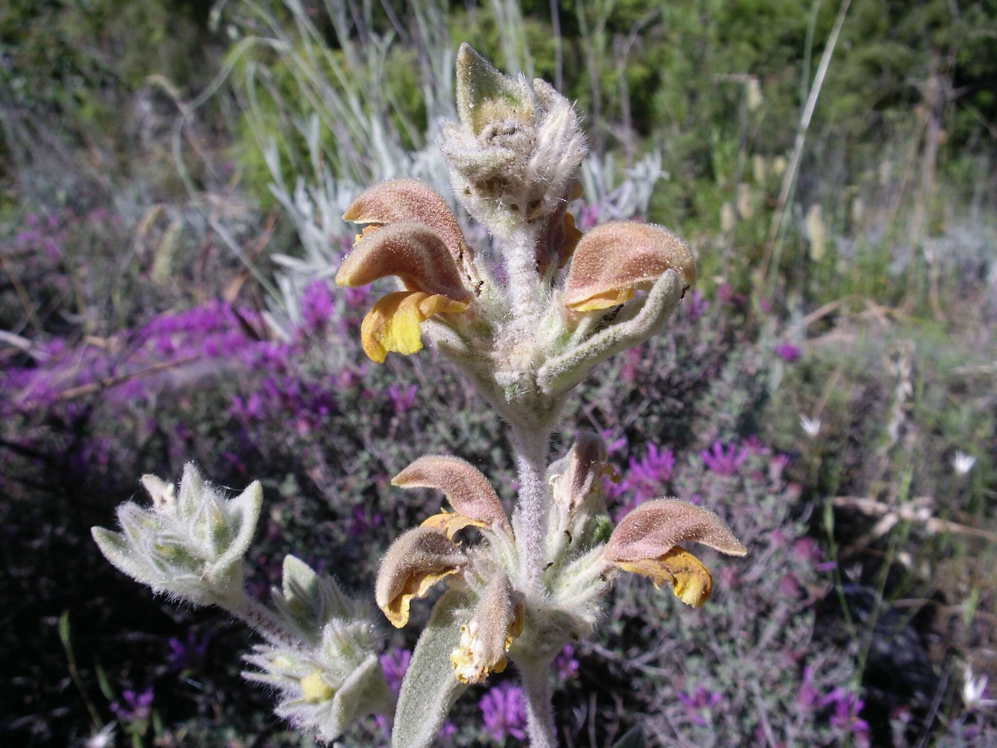 Image of Phlomis crinita Cav.