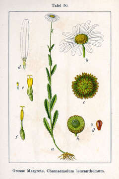 Слика од Leucanthemum vulgare Lam.