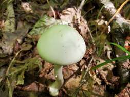 Image of Amanita brunnescens G. F. Atk. 1918