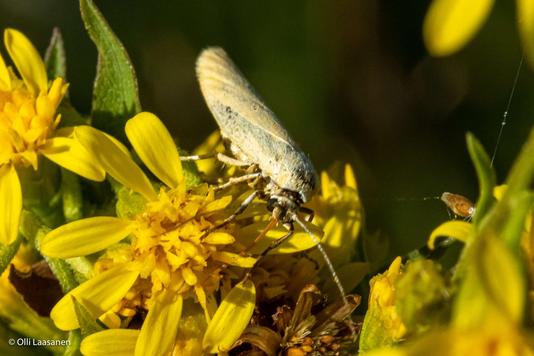 Image of Eilema lutarella Linnaeus 1758