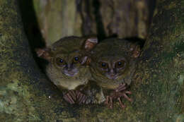 Image de Tarsius spectrumgurskyae Shekelle, Groves, Maryanto & Mittermeier 2017